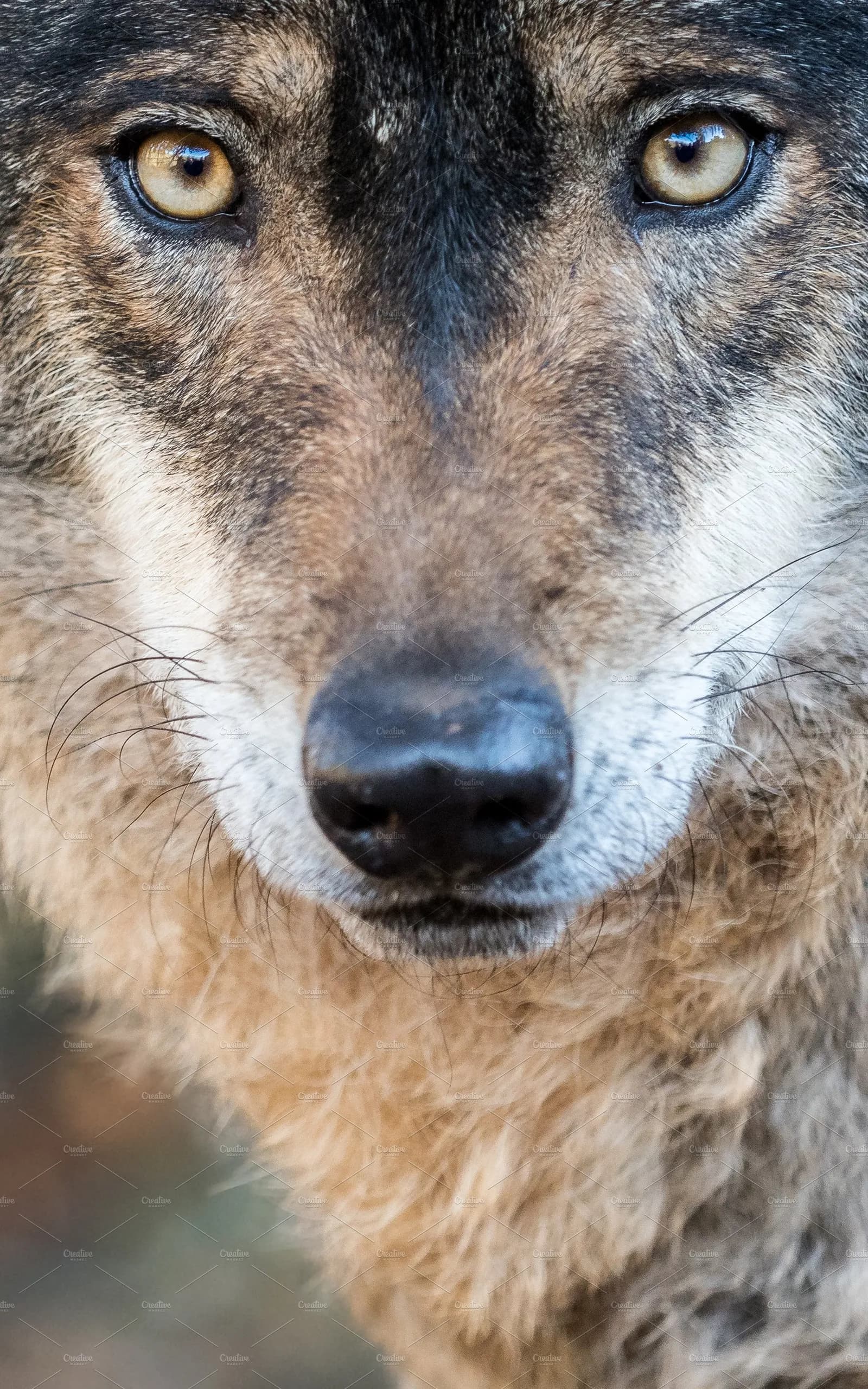 Wolf Awareness Meet and Greet@Rustic